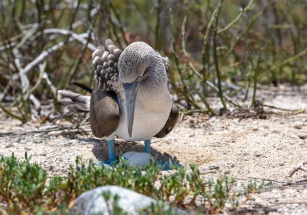 ACTIVEXPEDITION_PERU_GALAPAGOS_G3